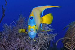 Queen angelfish. Turks & Caicos by Andy Lerner 